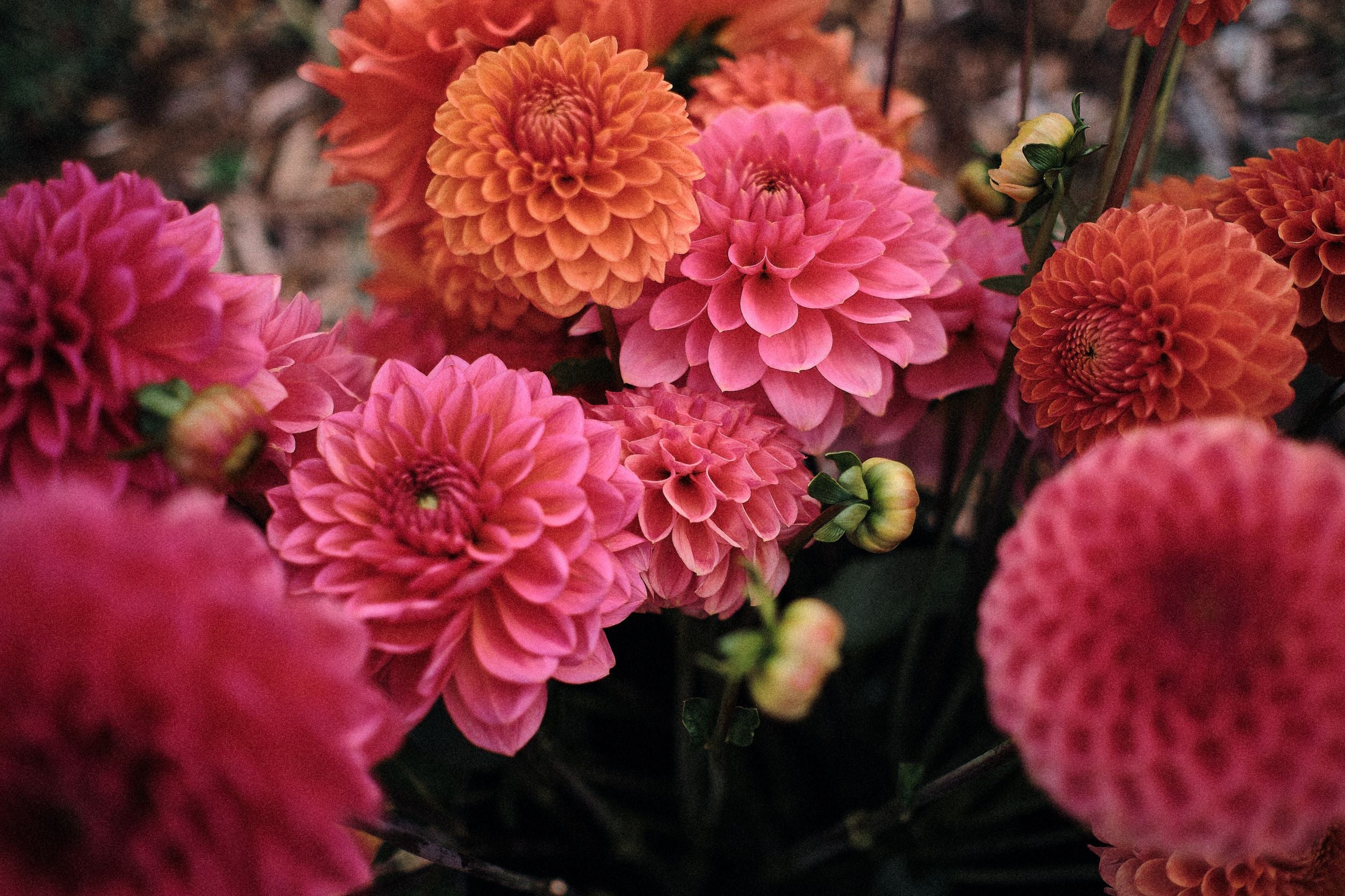 How to Grow Dahlias Stone Meadow Gardens