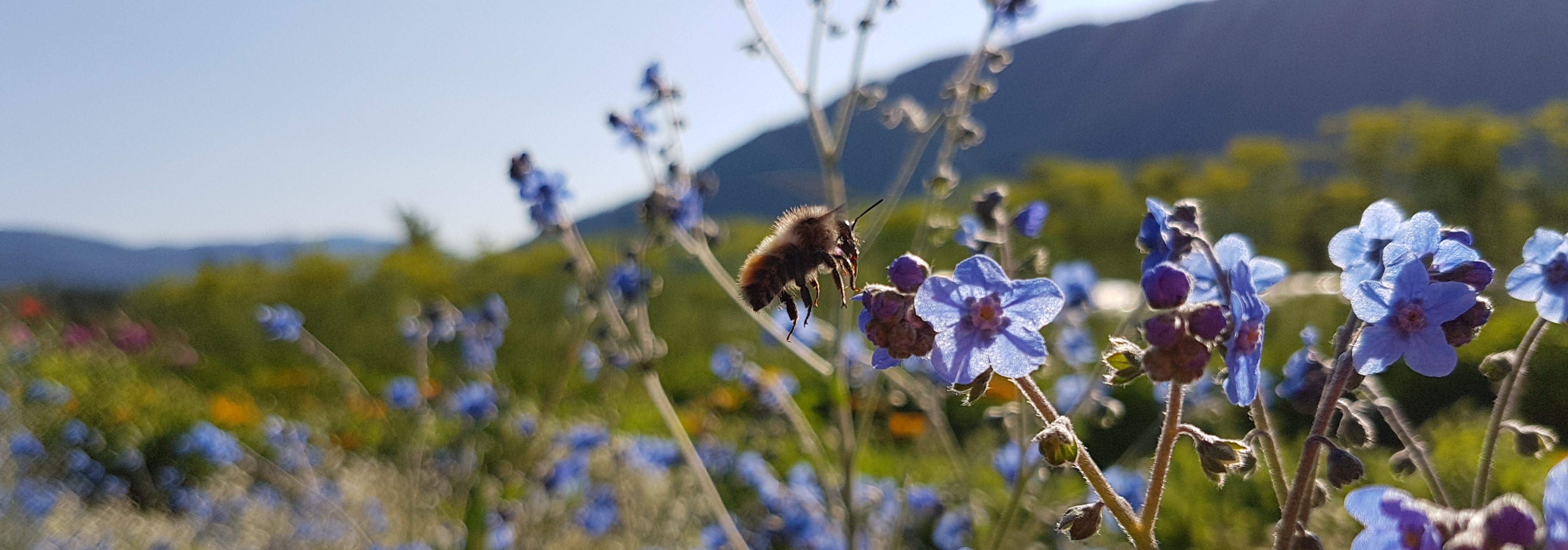 COOL FLOWERS : Kick off the season with hardy annuals – Stone