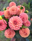 Dahlia Rose Toscano