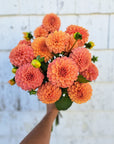 Dahlia Rose Toscano