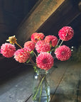 Dahlia Lakeview Lucky