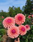 Dahlia Sweet Sanne