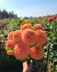 Dahlia Camano Buz