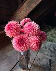 Dahlia Sweet Sanne