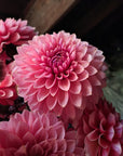 Dahlia Sweet Sanne