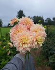 Dahlia Breakout