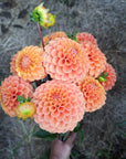 Dahlia Camano Buz