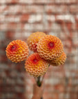 Dahlia Blyton Softer Gleam