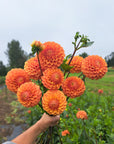 Dahlia Camano Buz