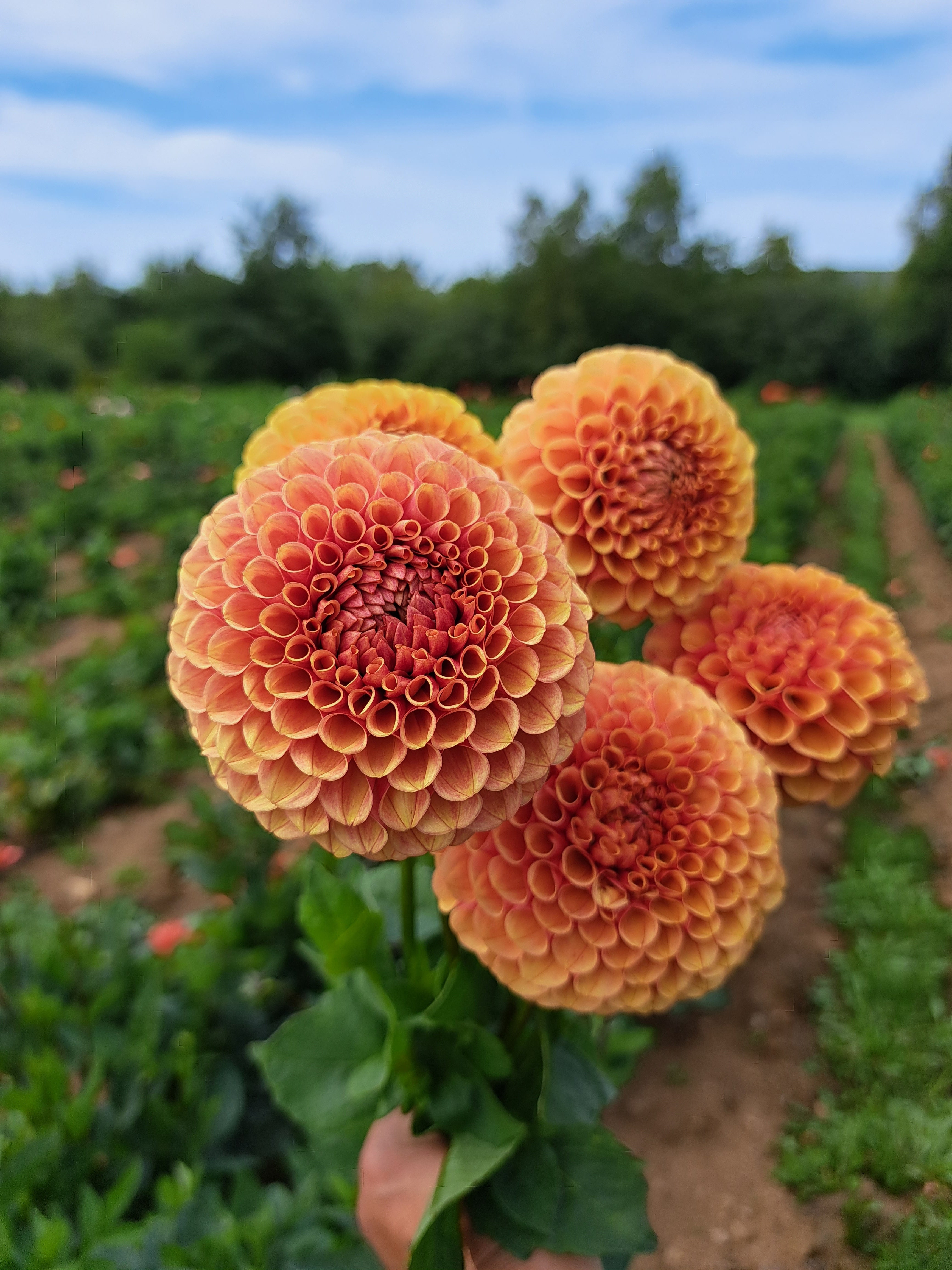 Dahlia Hy Suntan – Stone Meadow Gardens