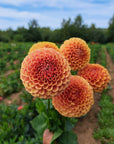 Dahlia Hy Suntan