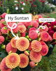 Dahlia Hy Suntan