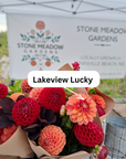 Dahlia Lakeview Lucky