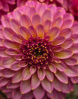 Dahlia Skipley Spot of Gold