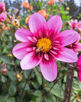 Dahlia Bloomquist Sweet