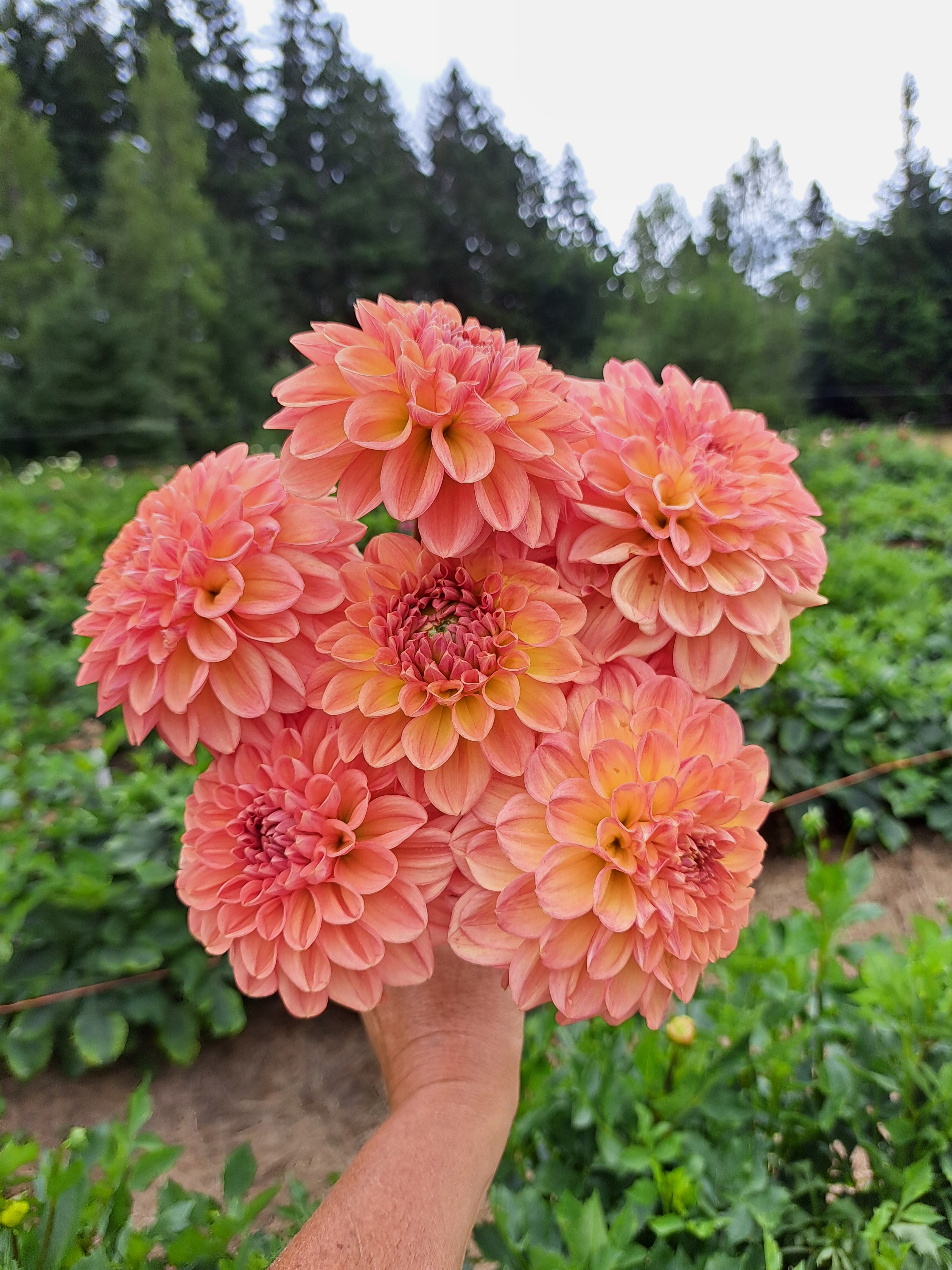 Dahlia Lark's Ebbe – Stone Meadow Gardens