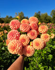 Dahlia Rose Toscano