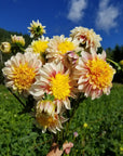 Dahlia Polka handful