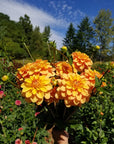 Dahlia Ginger Snap handful