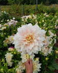 Dahlia Breakout single