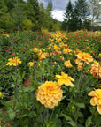 Dahlia Ginger Snap in field