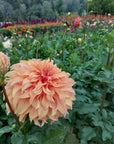 Dahlia Steve Meggos