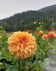 Dahlia Steve Meggos