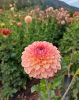 Dahlia Lark's Ebbe