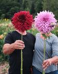 Dahlia Spartacus