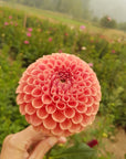 Dahlia Cornel Bronze
