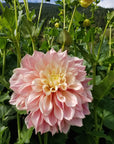 Dahlia Breakout
