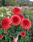 Dahlia Brown Sugar