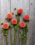Dahlia Cornel Bronze