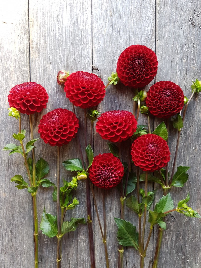 Dahlia Cornel – Stone Meadow Gardens