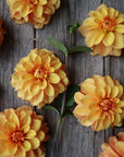 Dahlia Gingersnap