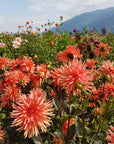 Dahlia Mango Sunset in field