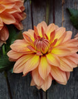 Dahlia Nicholas closeup