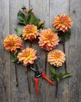 Dahlia Nicholas