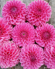 Dahlia Pink Sylvia