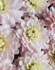 Dahlia Silver Years closeup