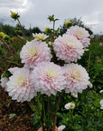 Dahlia Silver Years handful