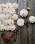 Dahlia Silver Years