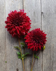 Dahlia Spartacus