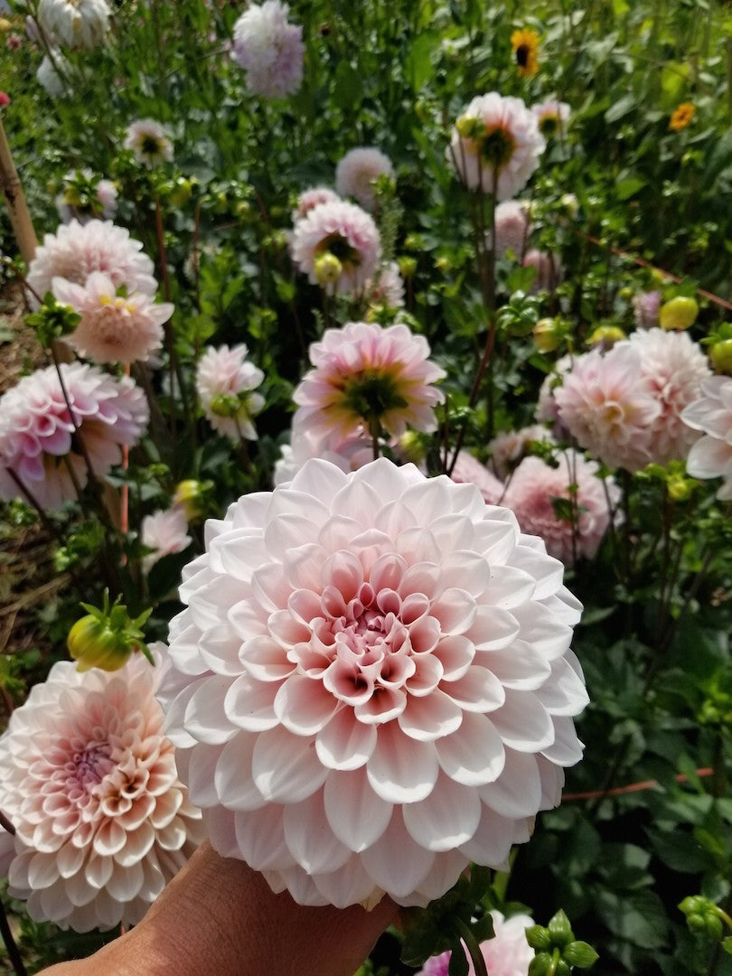 Dahlia Sweet Nathalie – Stone Meadow Gardens