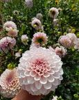 Dahlia Sweet Nathalie