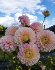 Dahlia Sweet Nathalie