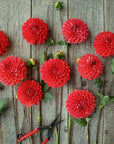 Dahlia Tempest