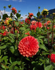 Dahlia Tempest
