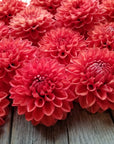 Dahlia Tempest closeup