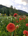 Dahlia Valley Rust Bucket in field